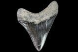 Serrated, Fossil Megalodon Tooth - Georgia #108857-2